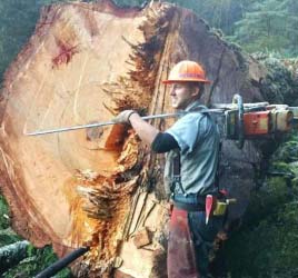 Accident Reporting and Analysis in Forestry